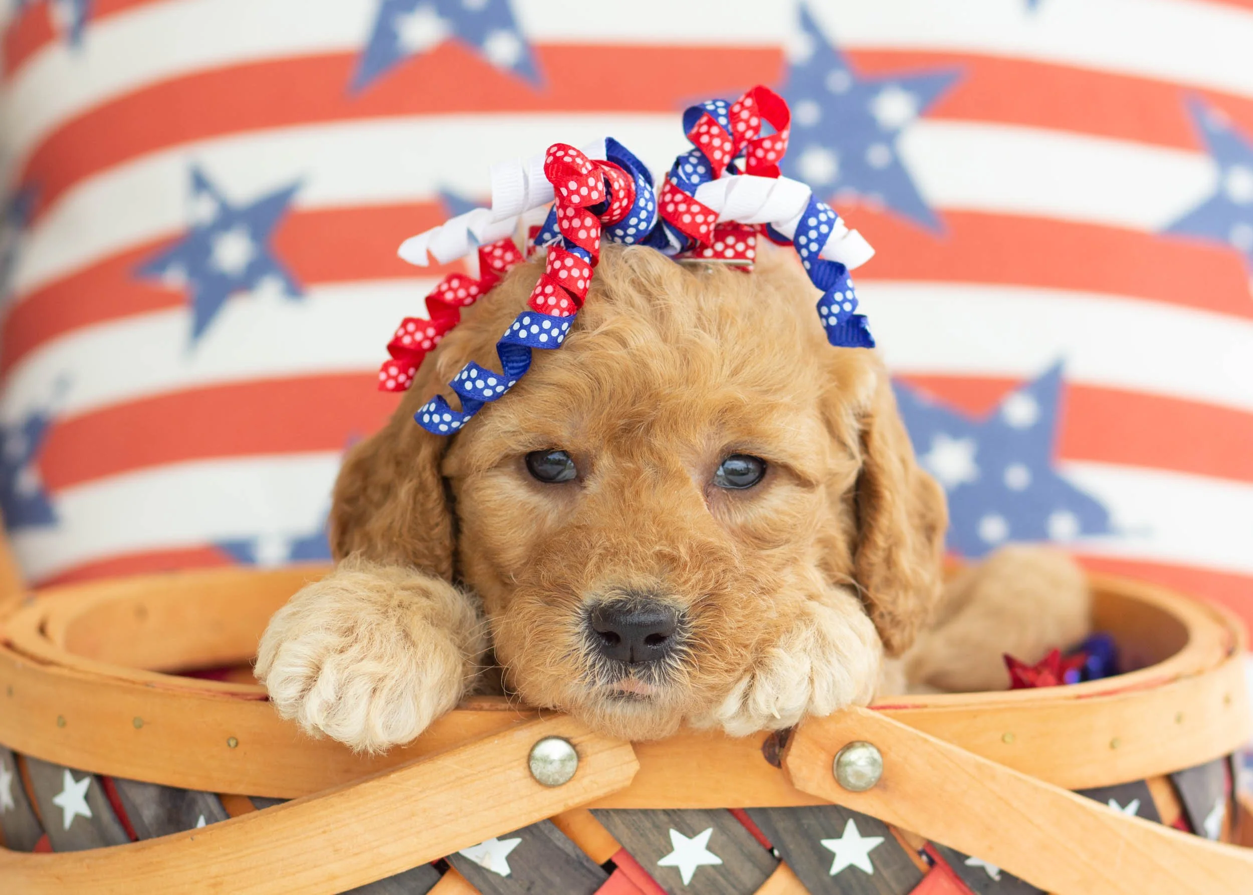 Cheeto Goldendoodle For Sale(3).jpg