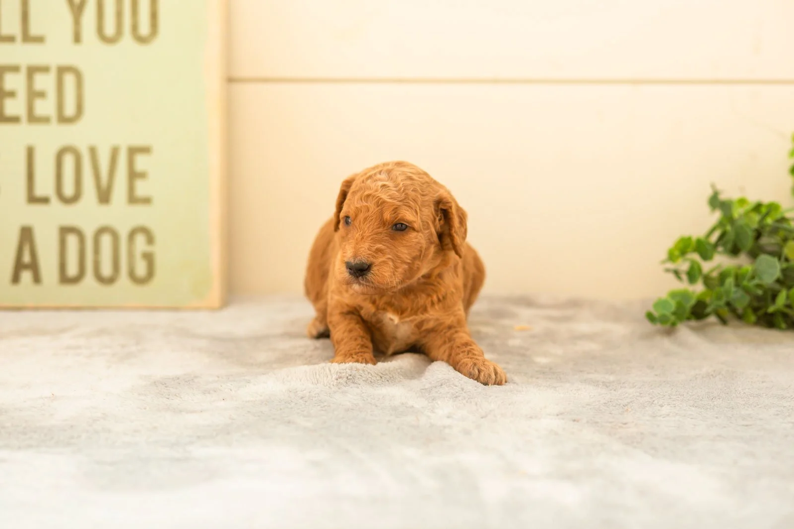 Matcha goldendoodle for sale.jpg