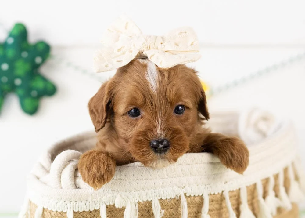 Karen goldendoodle for sale(1).jpg