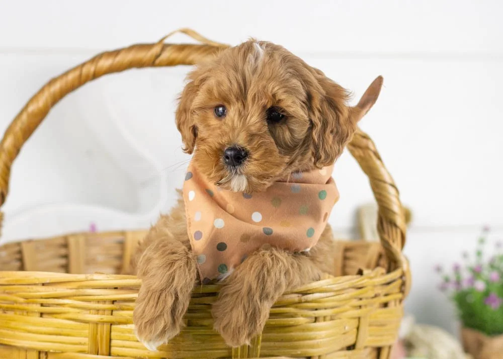 goldendoodle for sale