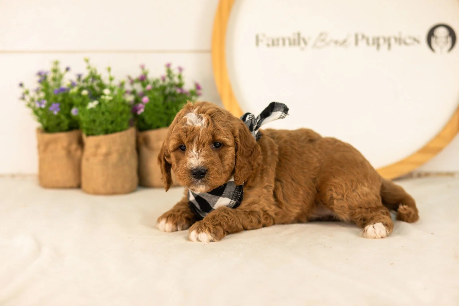 Sunny goldendoodle for sale(1).jpg