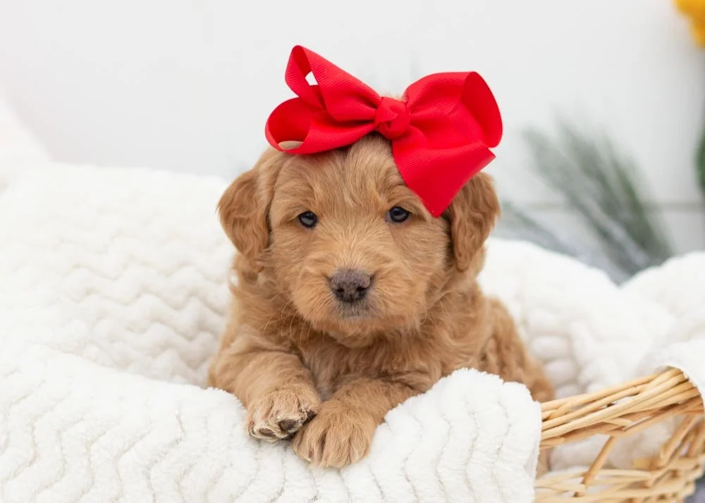 goldendoodle for sale
