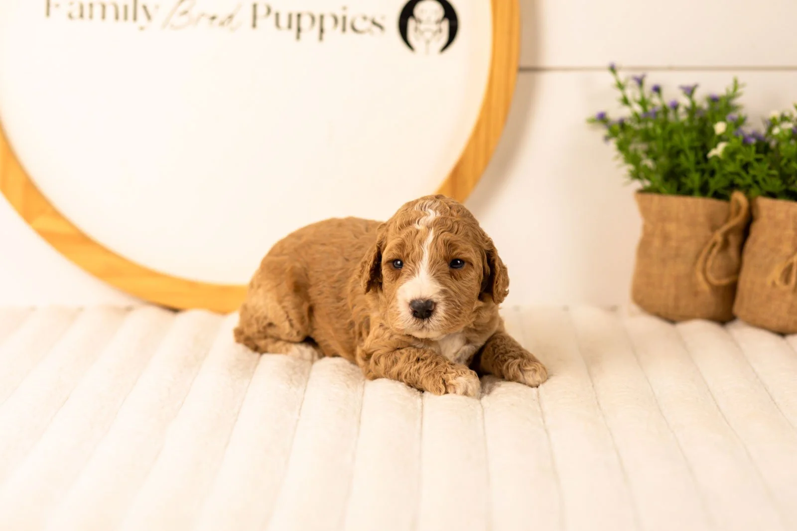 Lola goldendoodle for sale(1).jpg