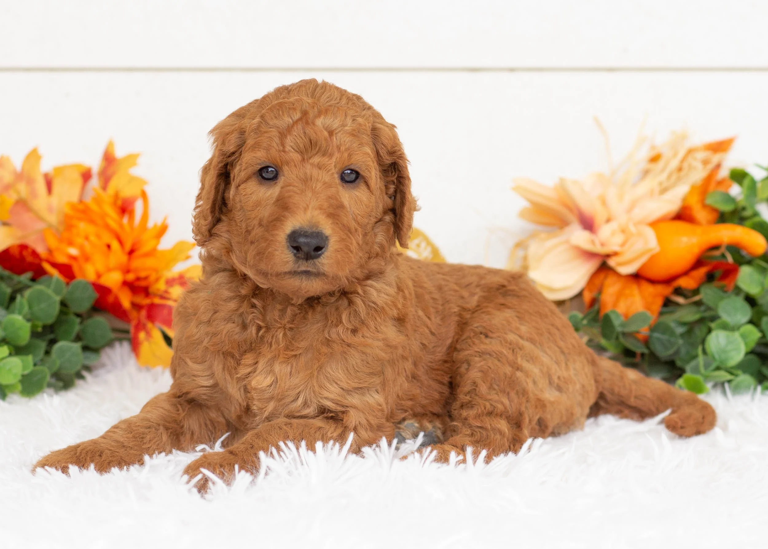 Bamm-bamm goldendoodle for sale(2).jpg