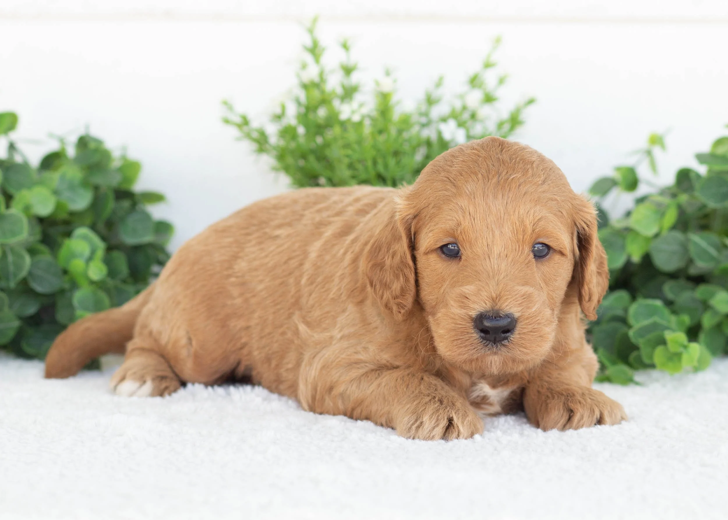 Kona Goldendoodle For sale(3).jpg