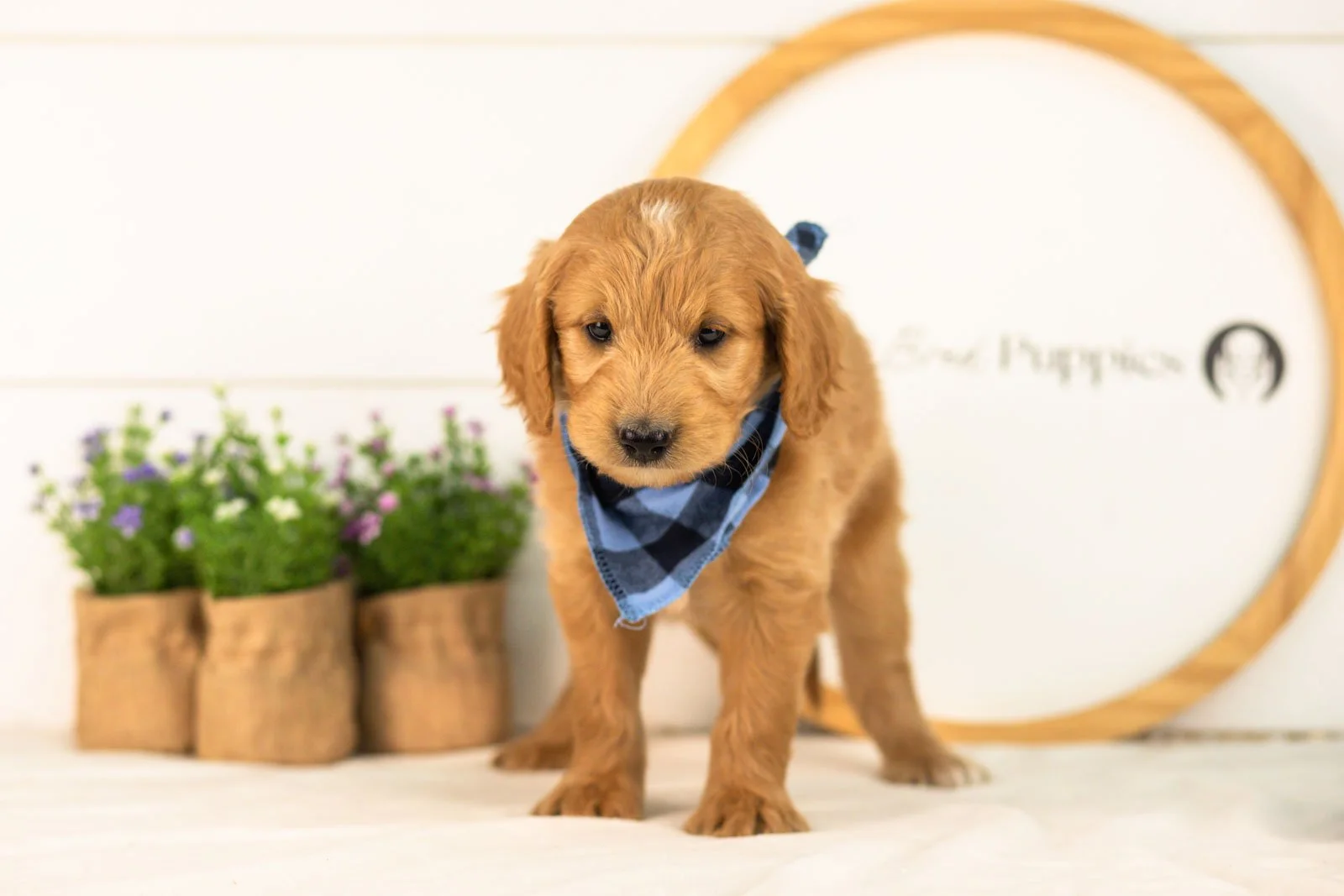 Putzie goldendoodle for sale.jpg