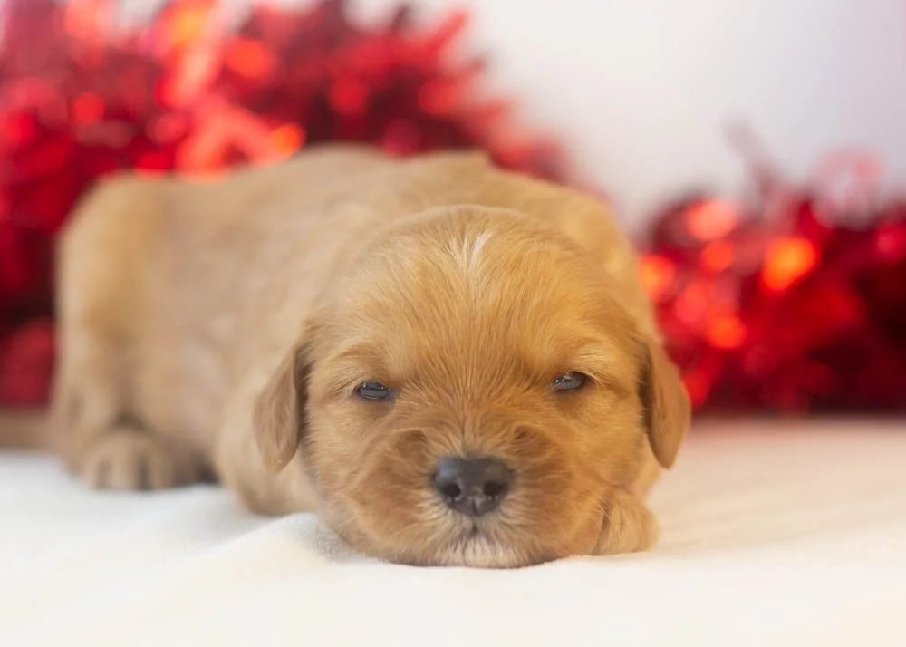 Douglas goldendoodle for sale(2).jpg