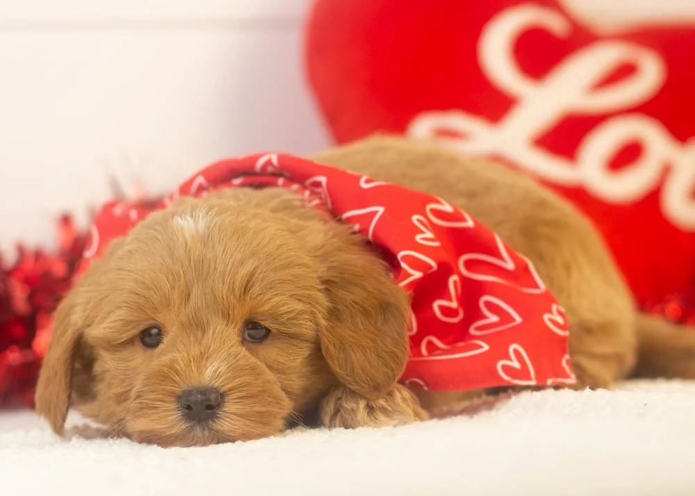 will goldendoodle for sale.jpg