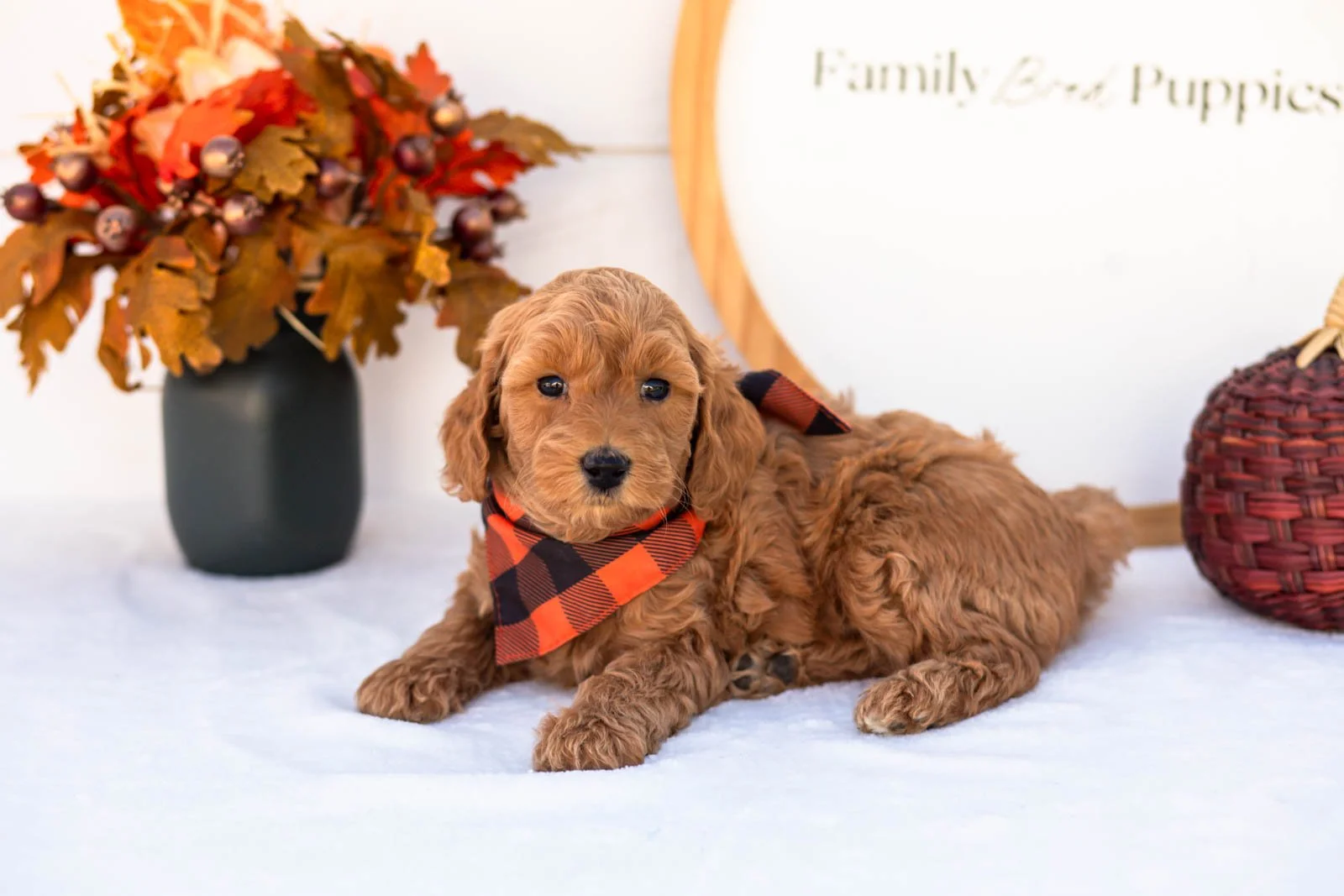 Emmanuel goldendoodle for sale 5.jpg