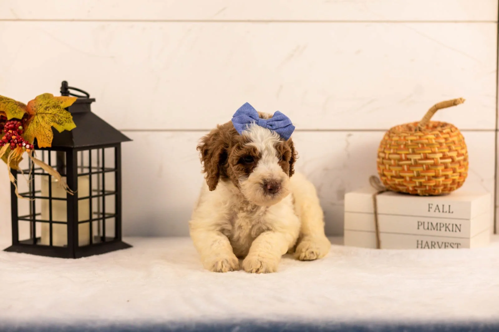 Laurie goldendoodle for sale 5.jpg