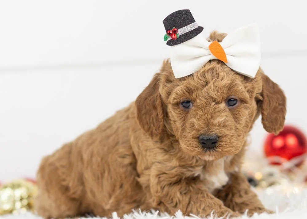 Glinda goldendoodle for sale(2).jpg