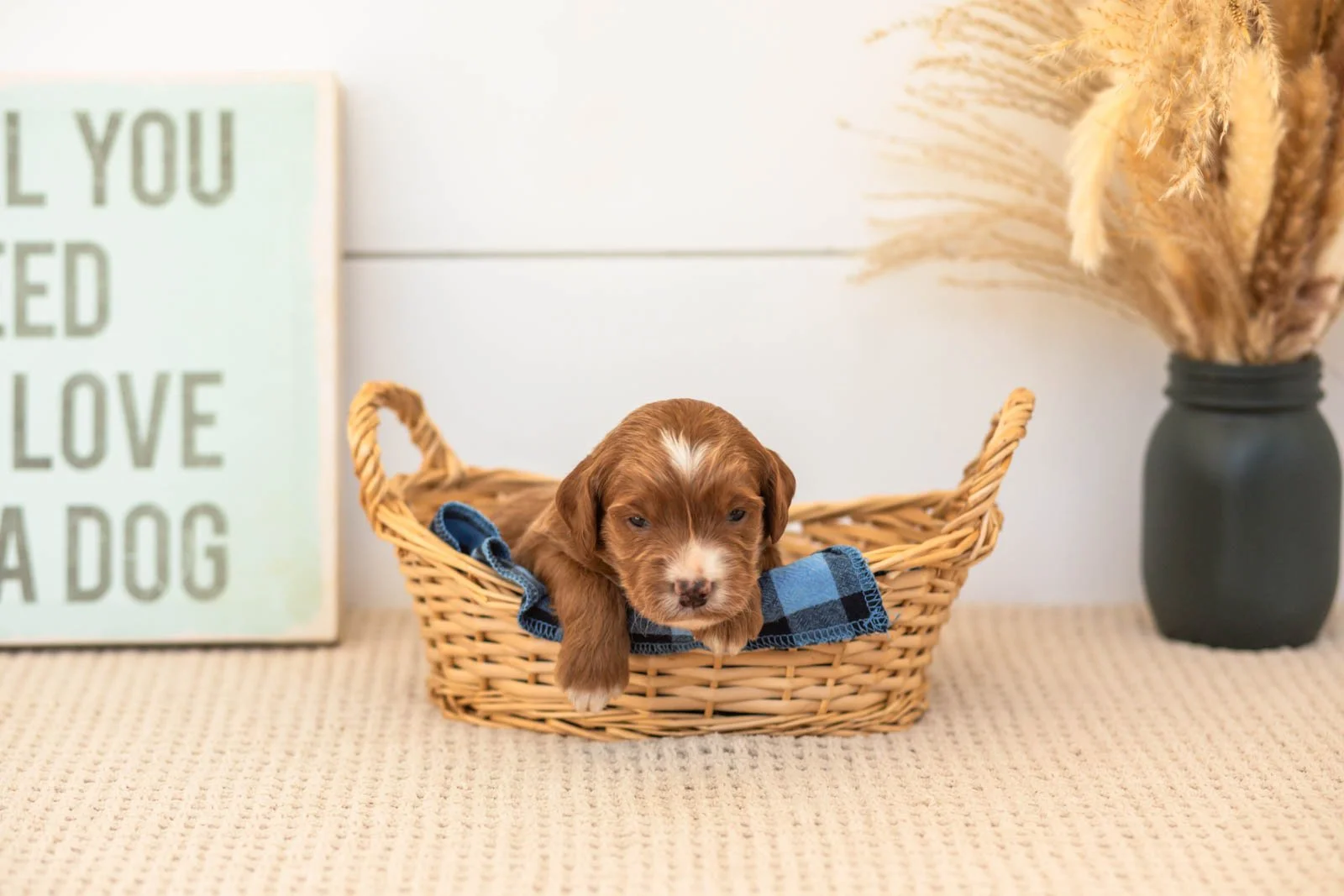 Bentley goldendoodle for sale(3).jpg