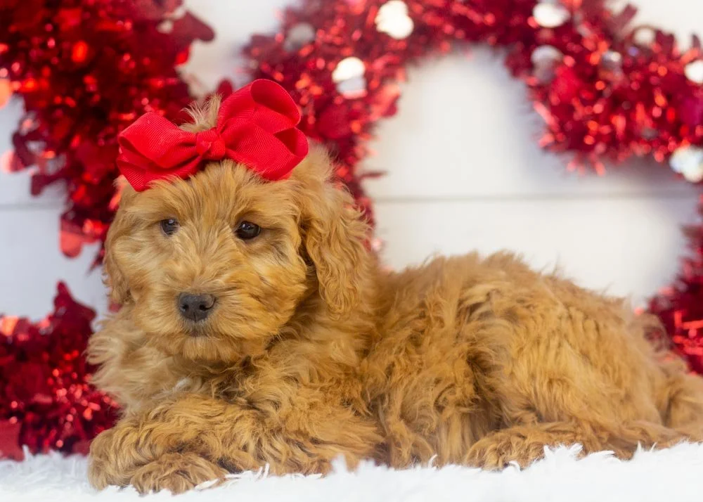 Lynx goldendoodle for sale.jpg