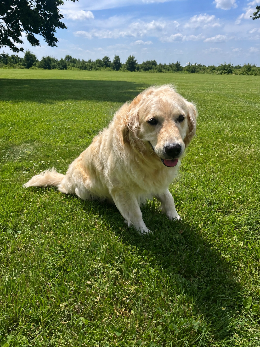 mom golden