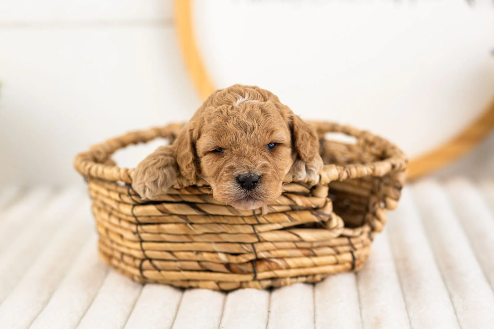 onyx goldendoodle for sale(4).jpg
