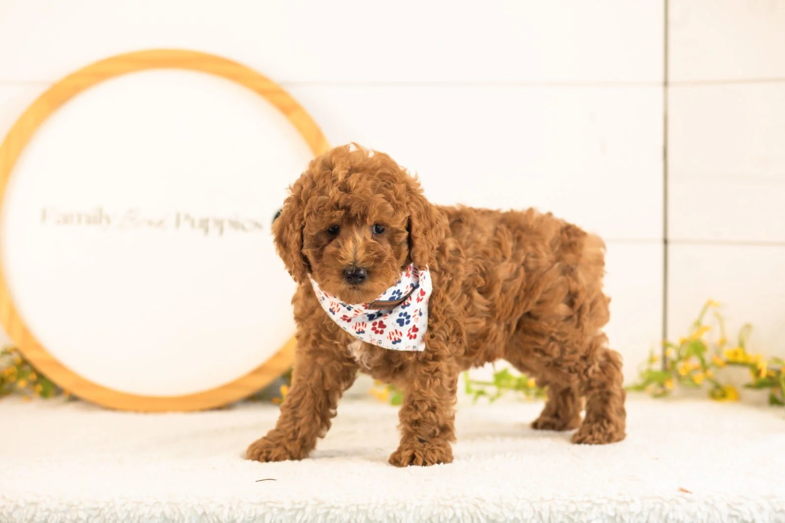 Jerry goldendoodle for sale.jpg