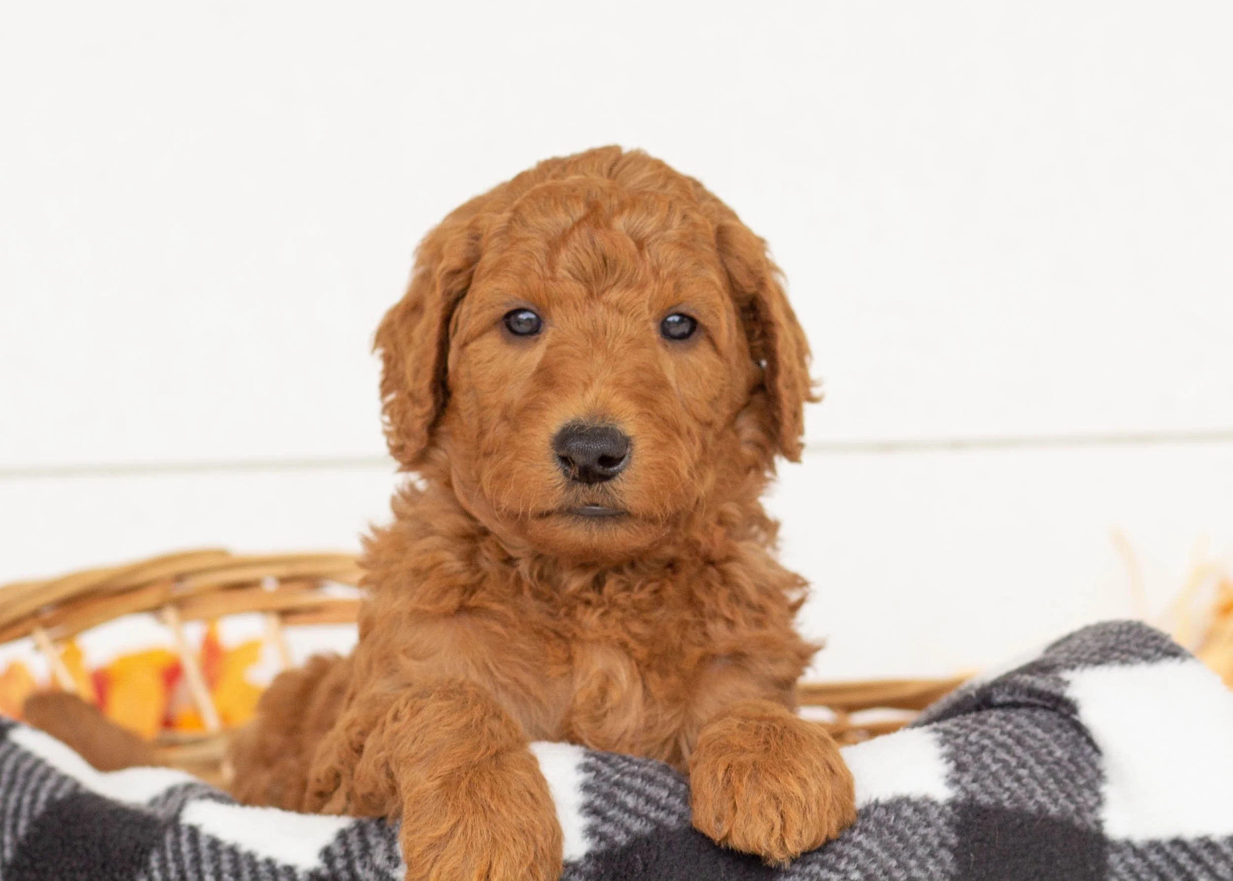 Bamm-bamm goldendoodle for sale(3).jpg