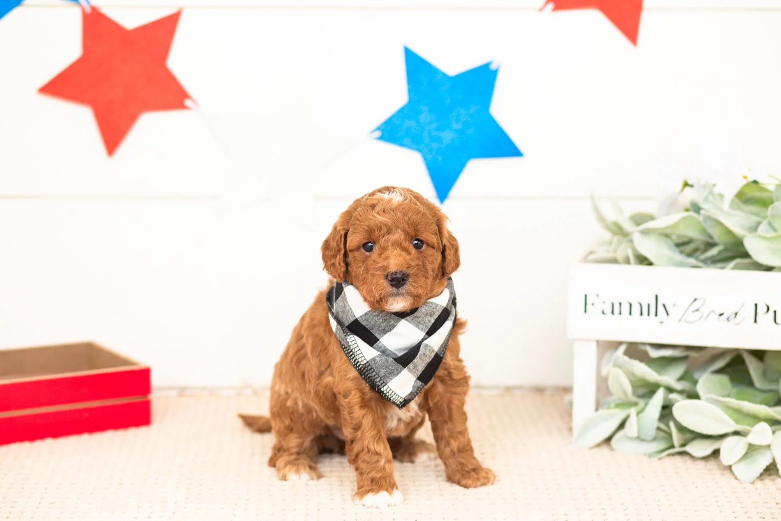 chewie goldendoodle for sale(2).jpg