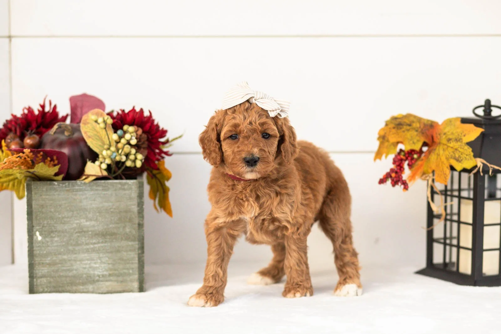 Lottie goldendoodle for sale(1).jpg