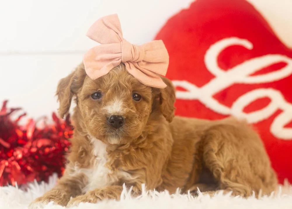 Truffle goldendoodle for sale.jpg