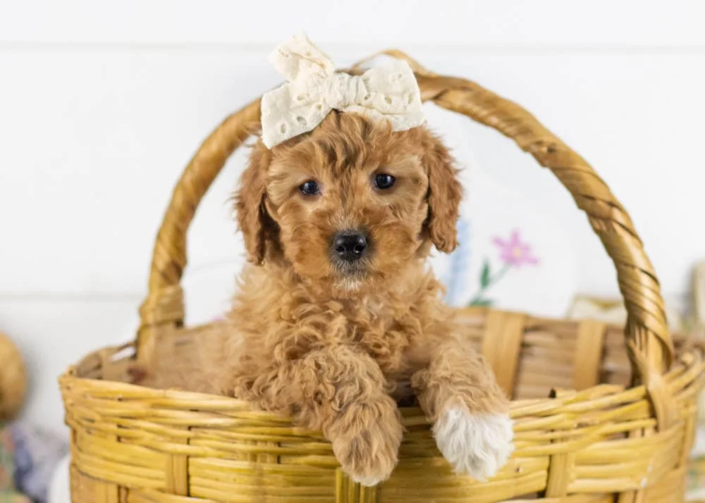 goldendoodle for sale