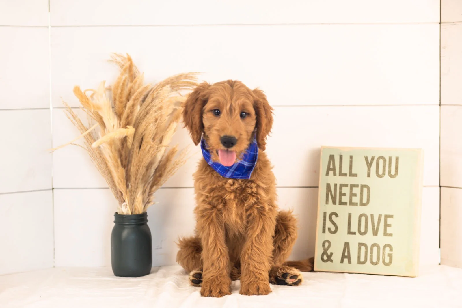 Owen goldendoodle for sale(1).jpg
