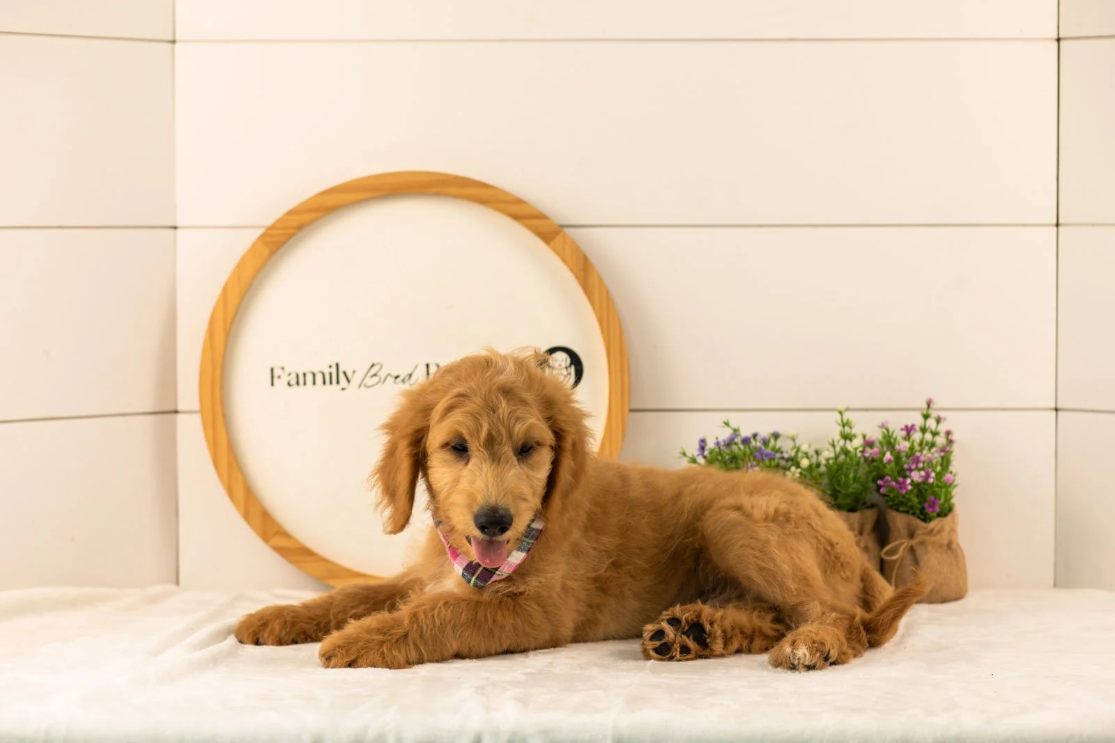 Putzie goldendoodle for sale.jpg