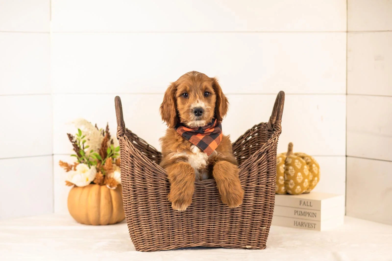 Bentley goldendoodle for sale 1.jpg