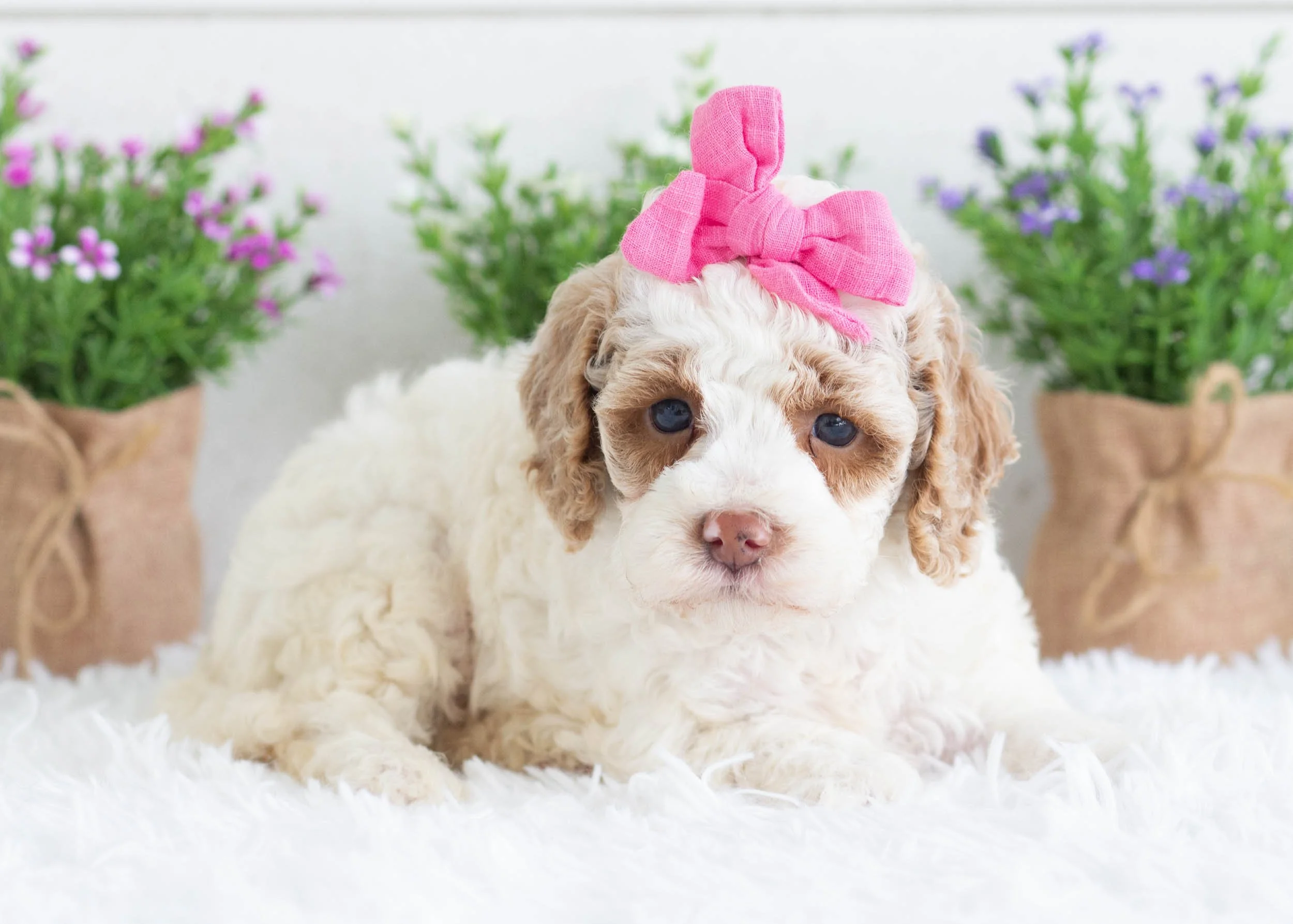 Zara Goldendoodle for sale(2).jpg