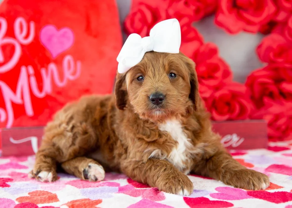 Lullaby goldendoodle for sale.jpg