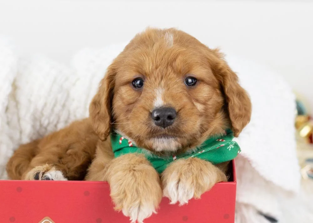 Almond Goldendoodle for sale.jpg