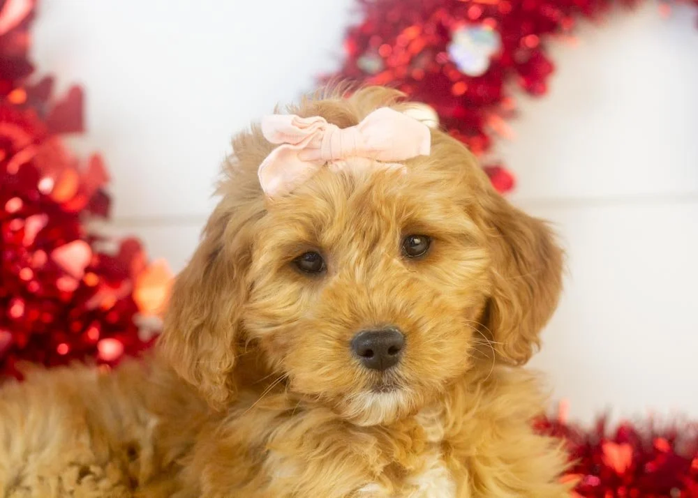 Pistachio goldendoodle for sale(2).jpg