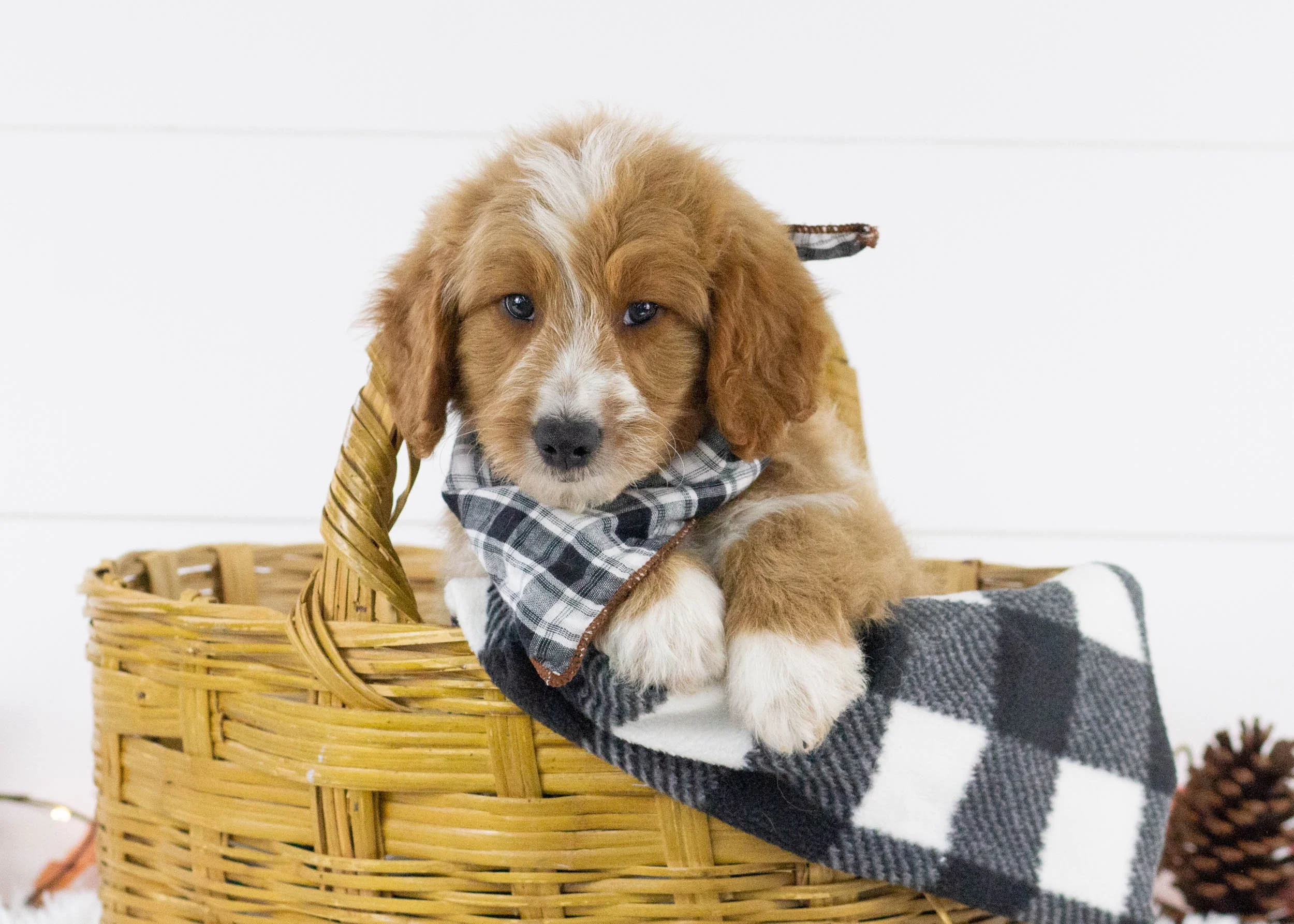 Eagle goldendoodle for sale(2).jpg