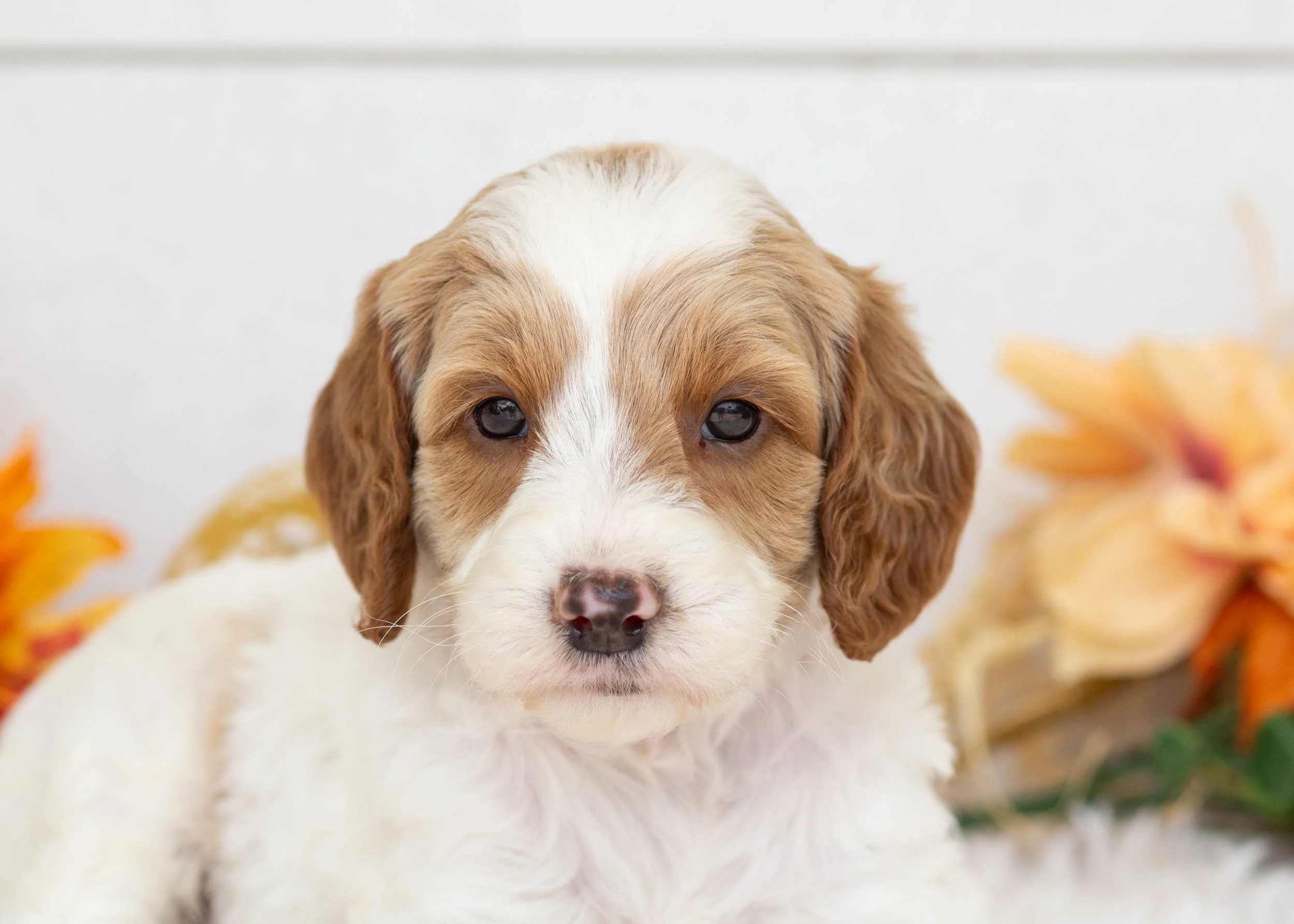 Fairway goldendoodle for sale(2).jpg