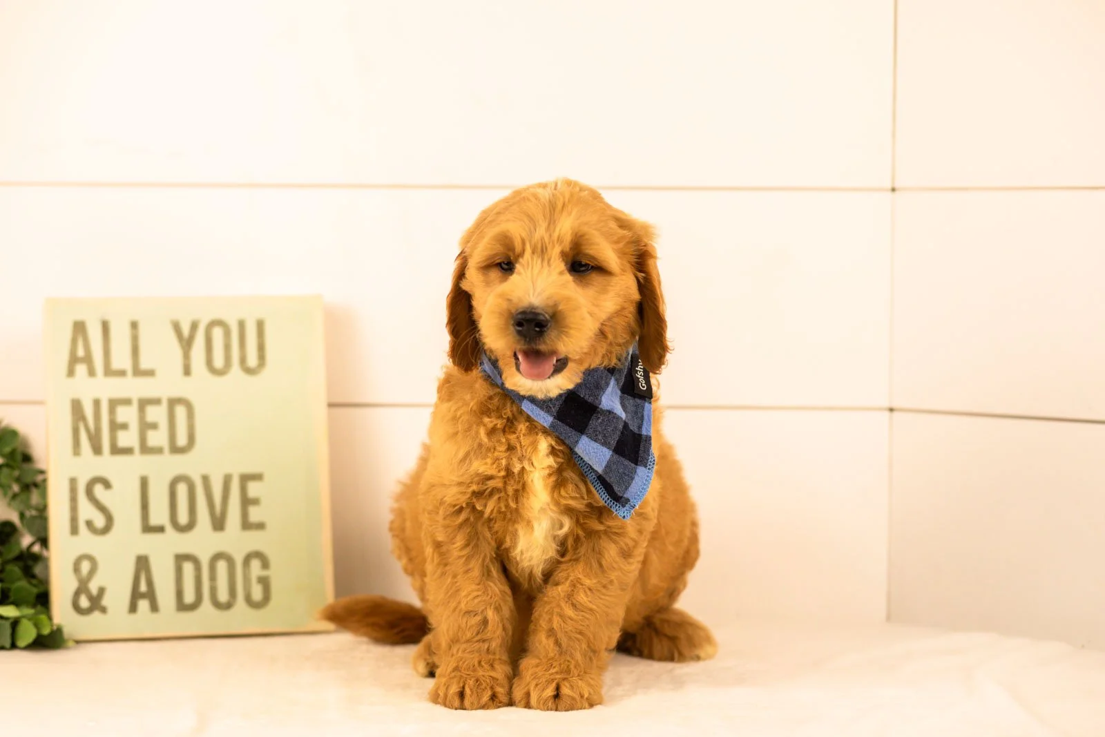 Barley goldendoodle for sale.jpg