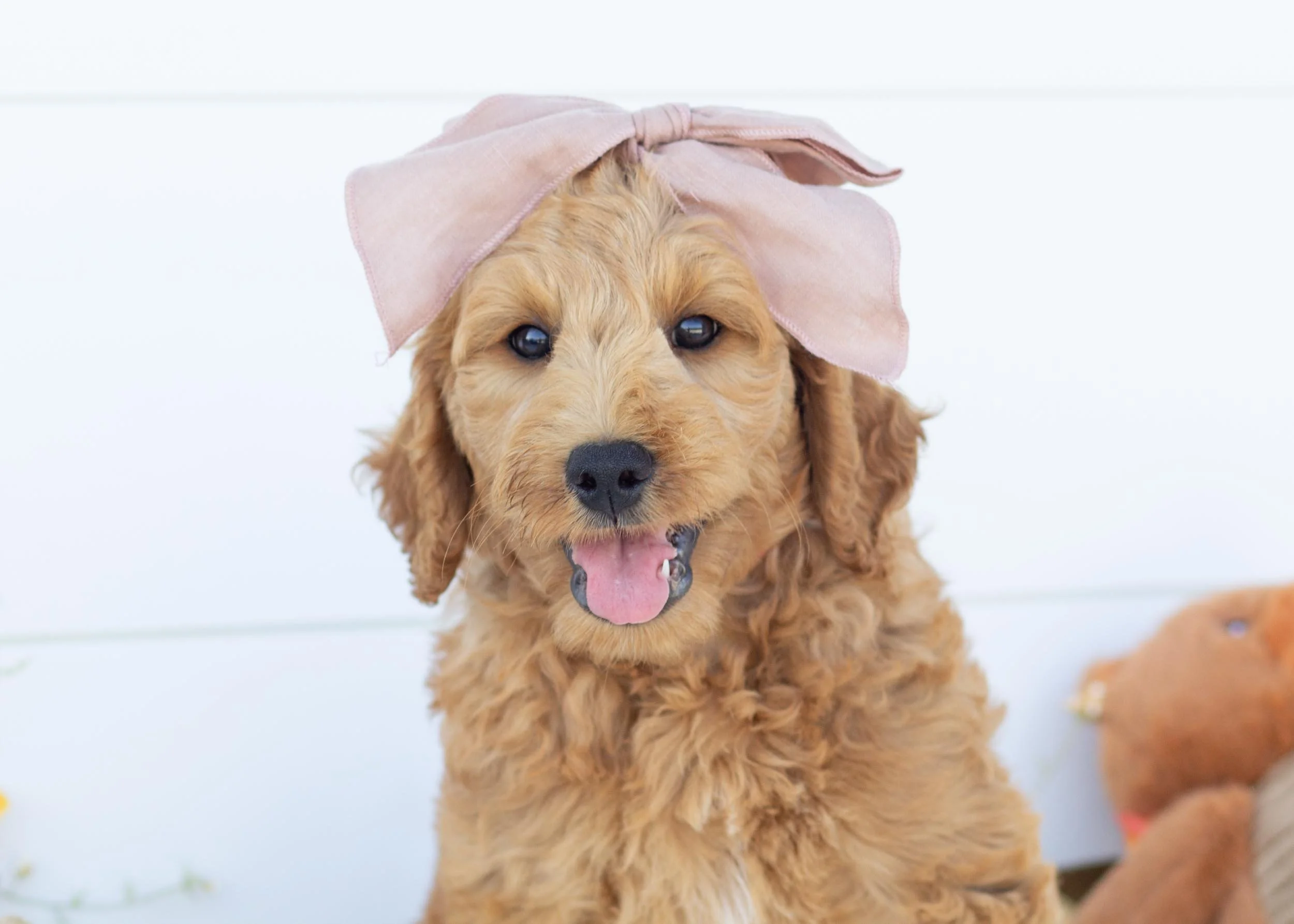 Pebbles goldendoodle for sale(1).jpg