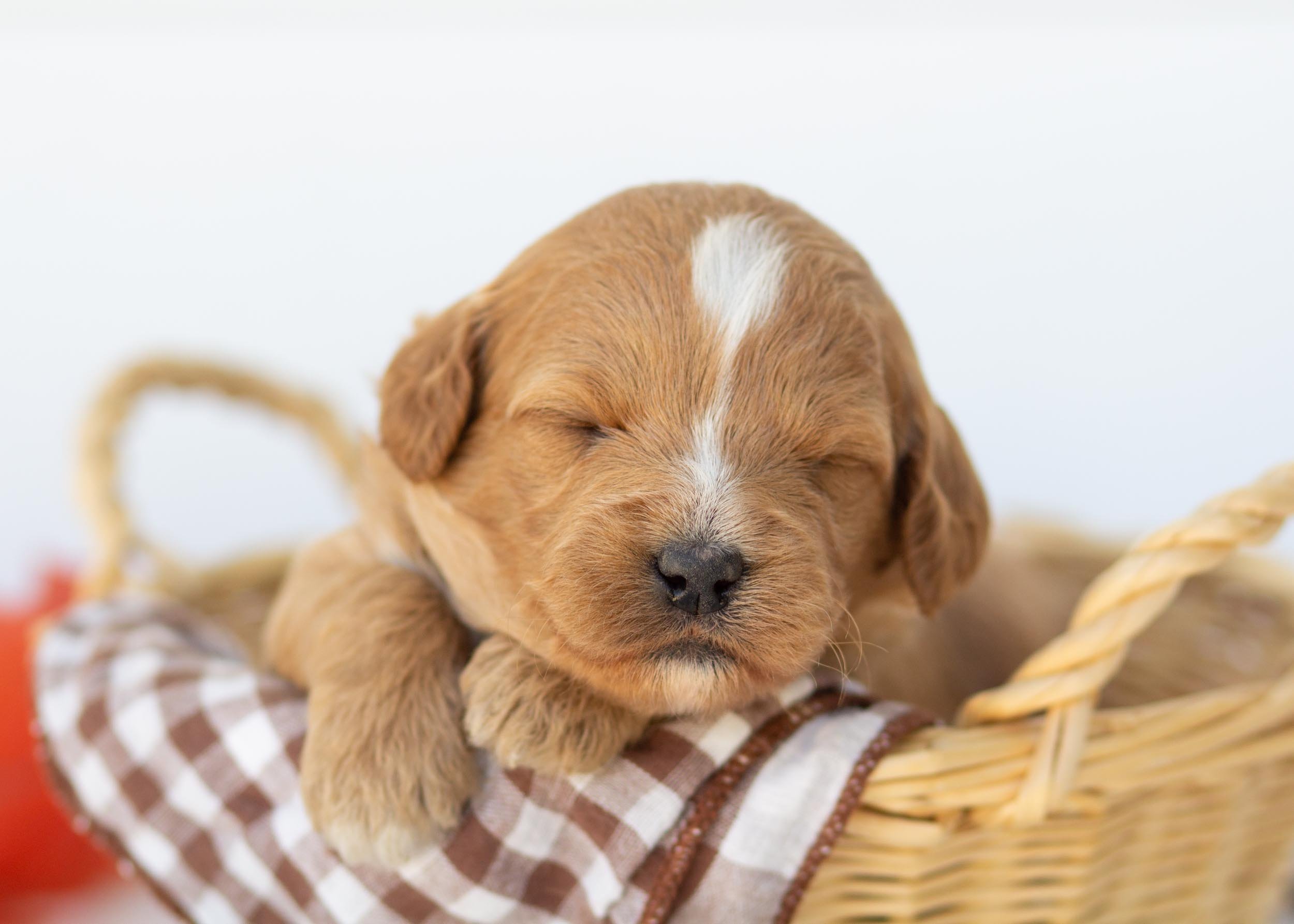 goldendoodle for sale