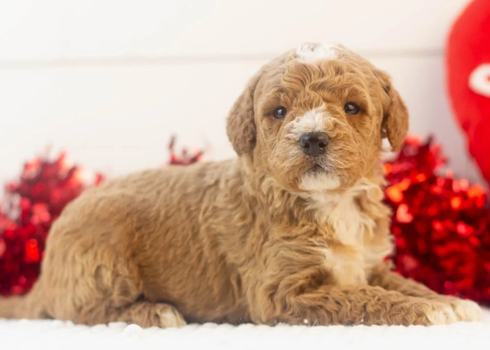 North goldendoodle for sale(2).jpg