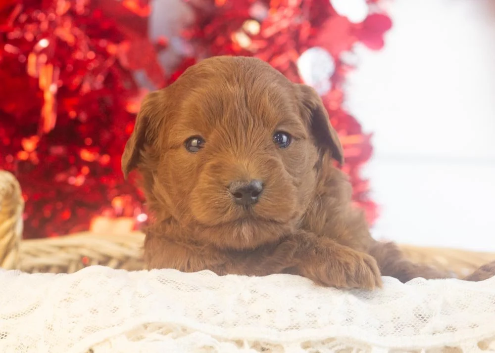 Minnie goldendoodle for sale(1).jpg