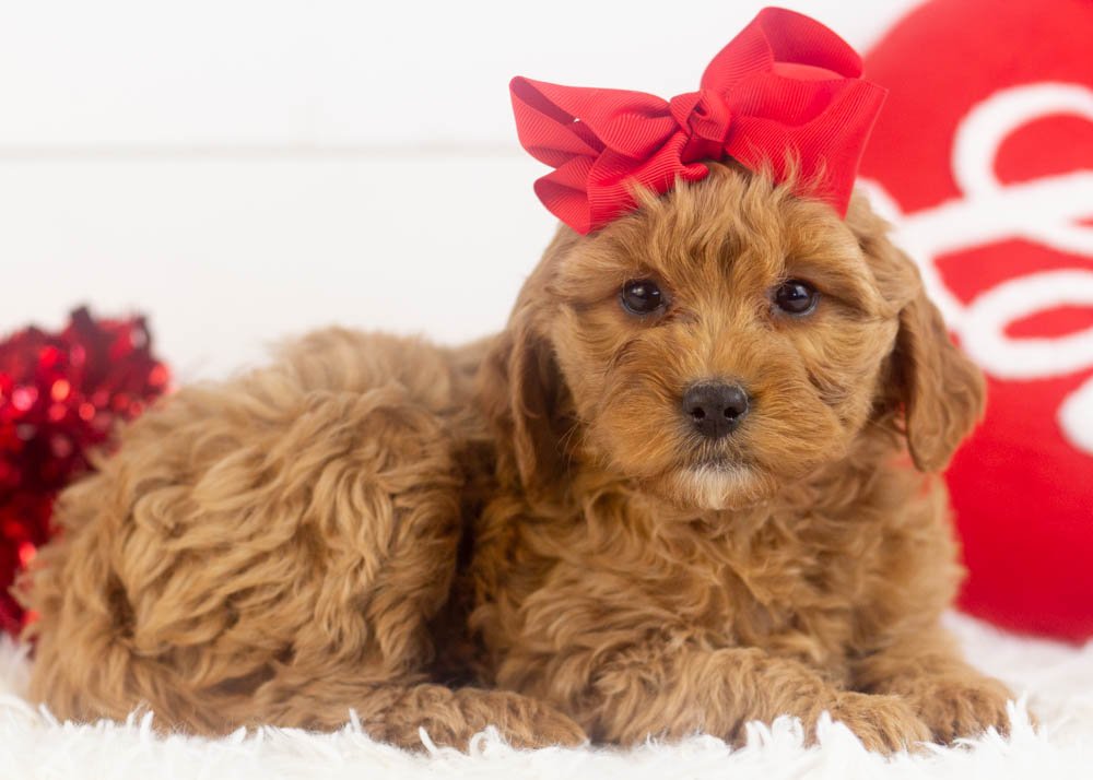 Carol goldendoodle for sale(3).jpg