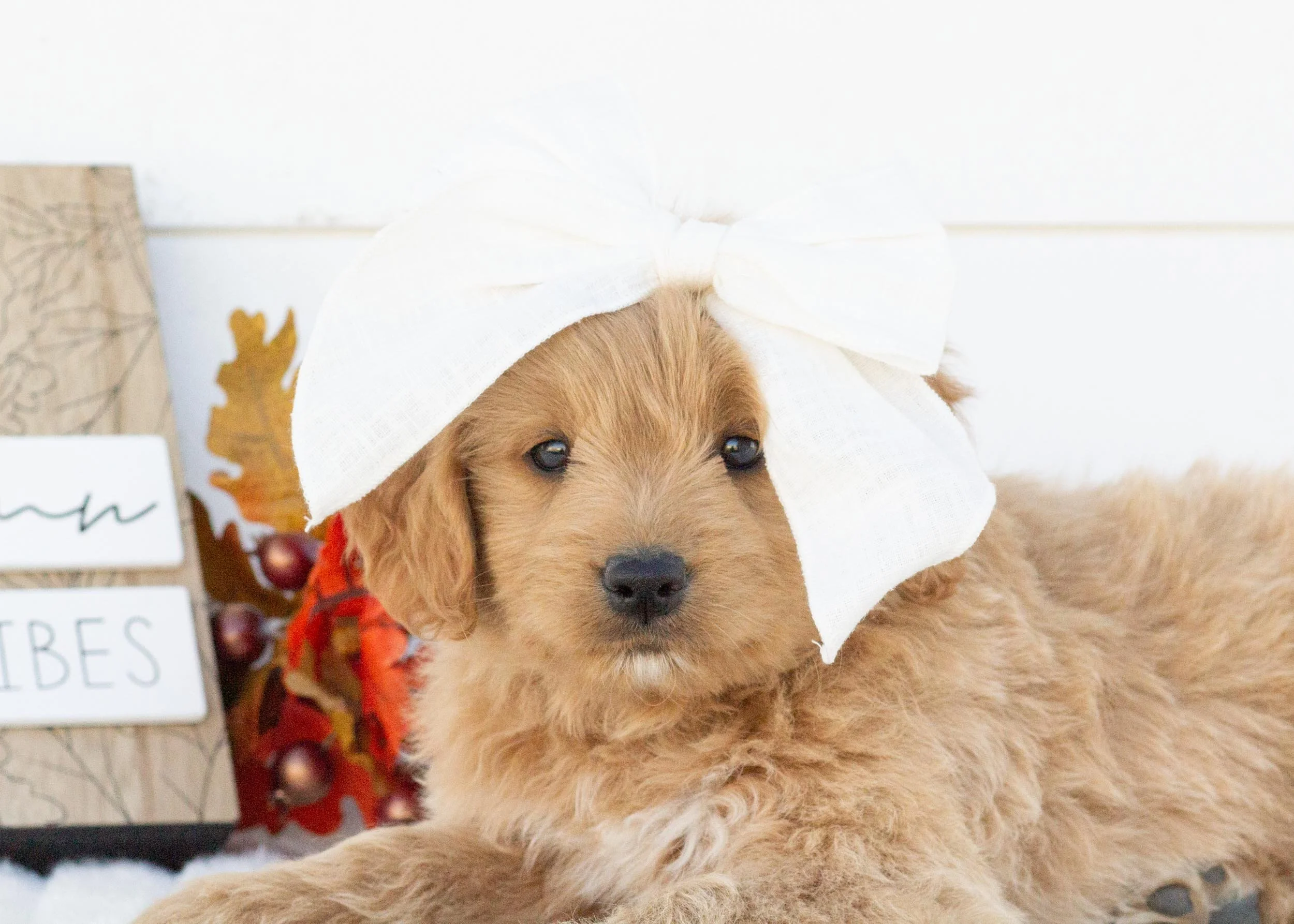 Ricotta goldendoodle for sale.jpg