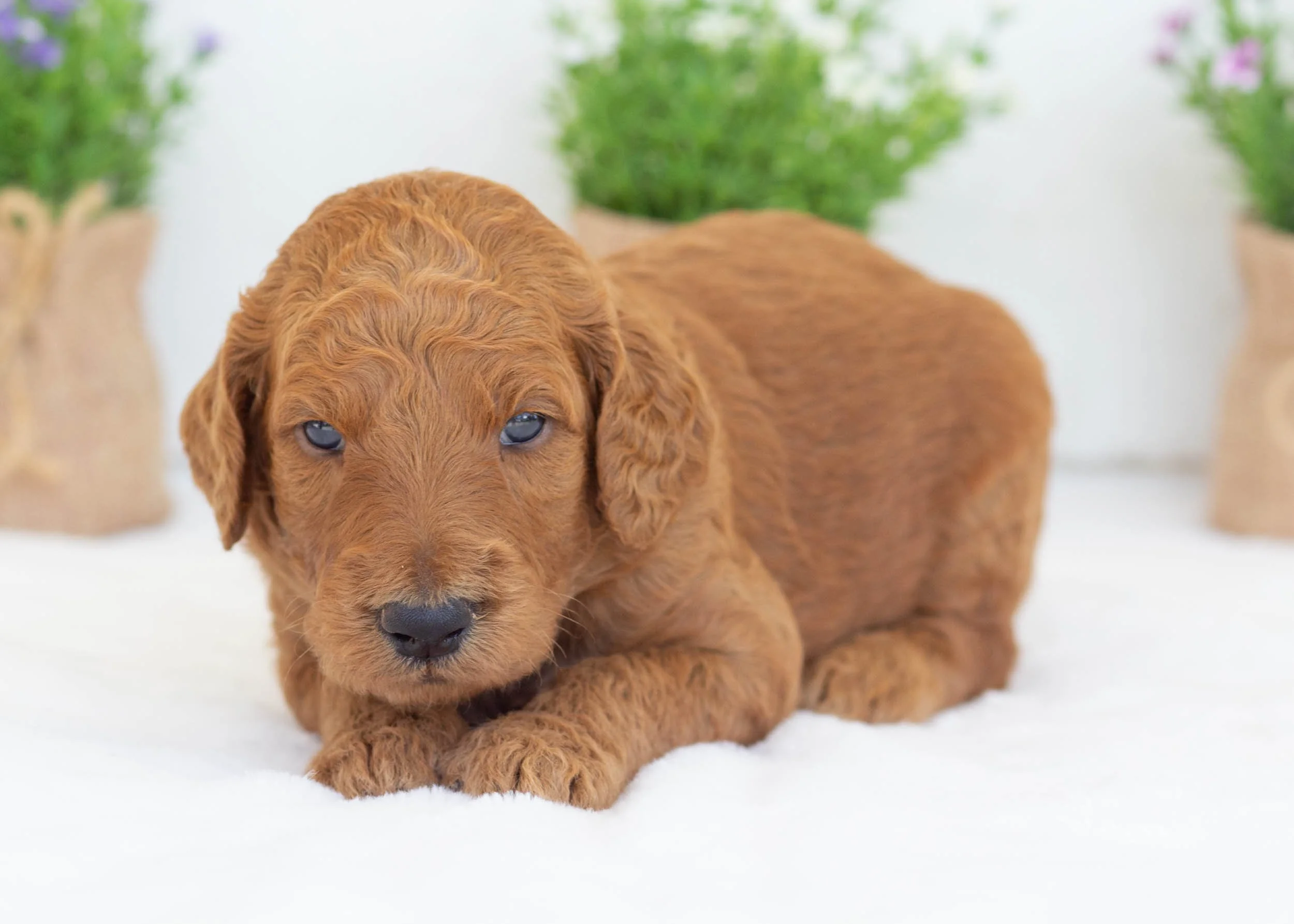 Slate goldendoodle for sale.jpg