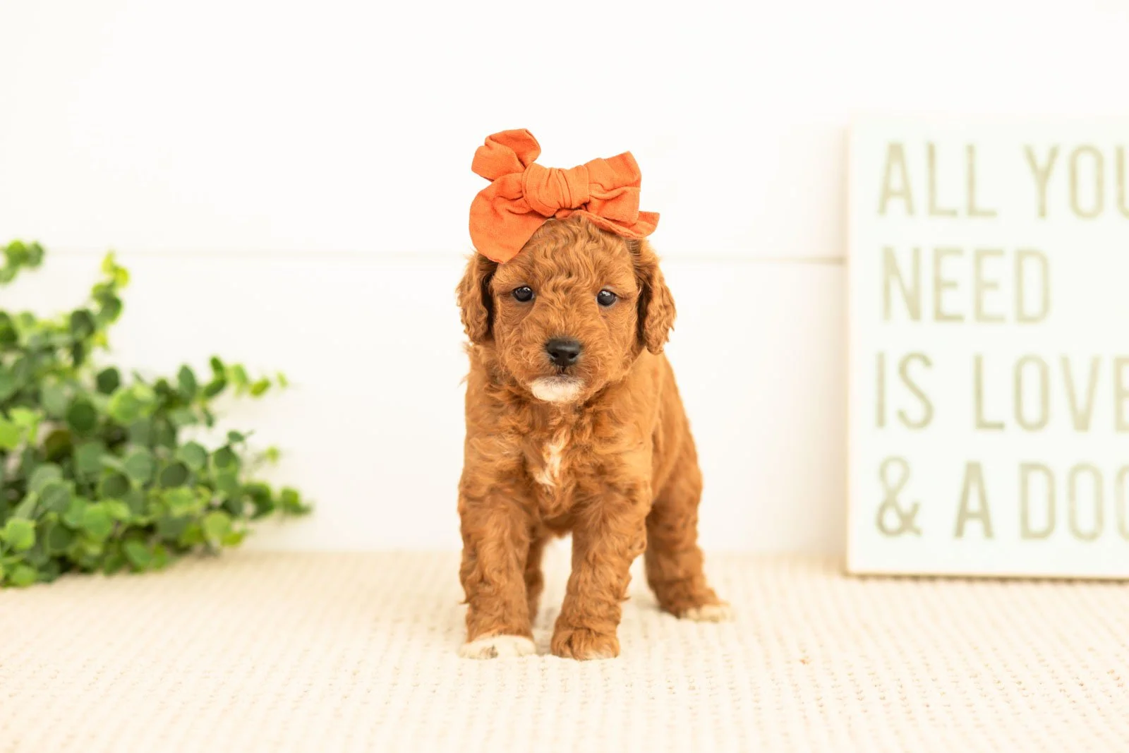 Chiffon goldendoodle for sale(3).jpg