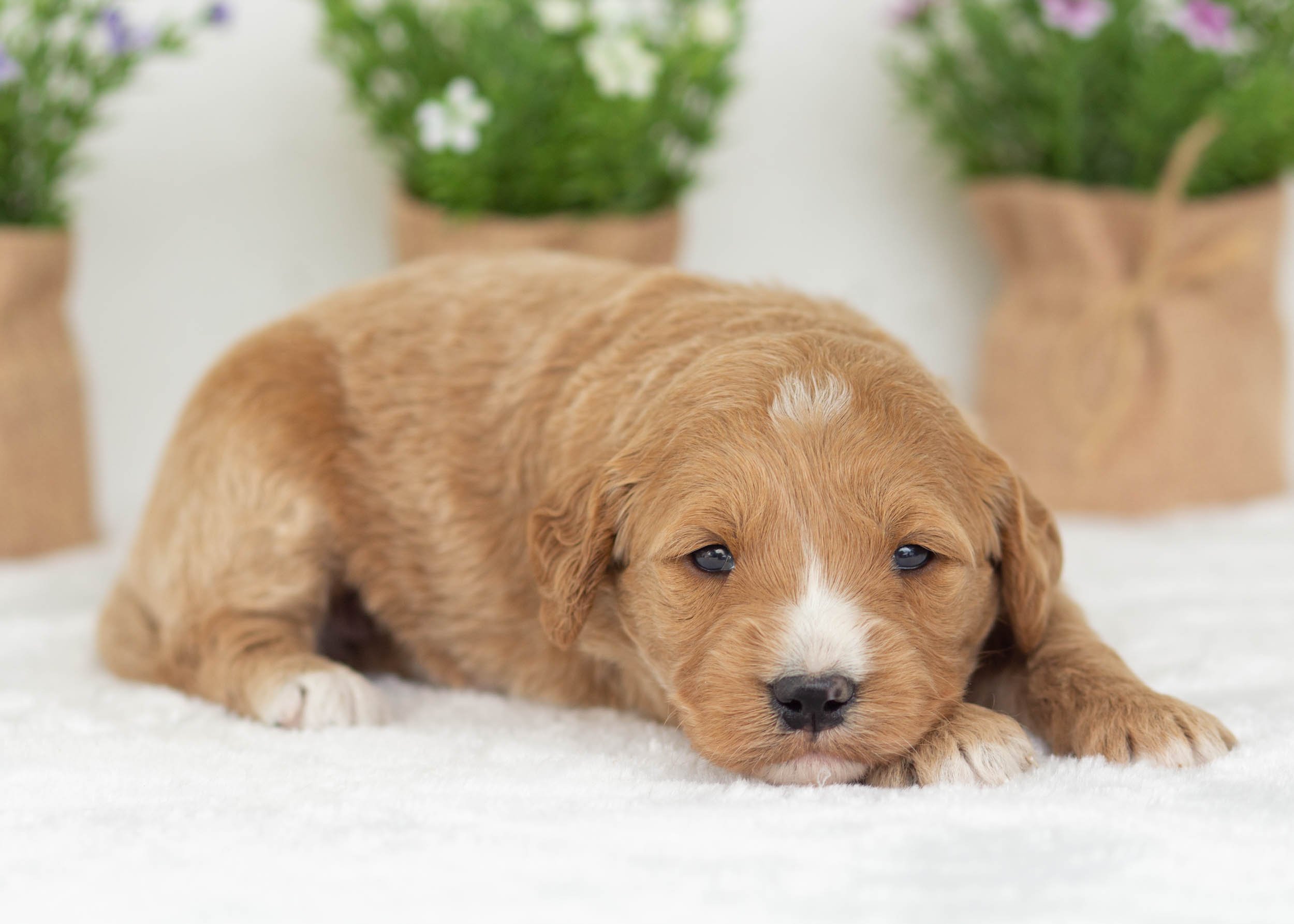 Aurora Goldendoodle for sale(3).jpg