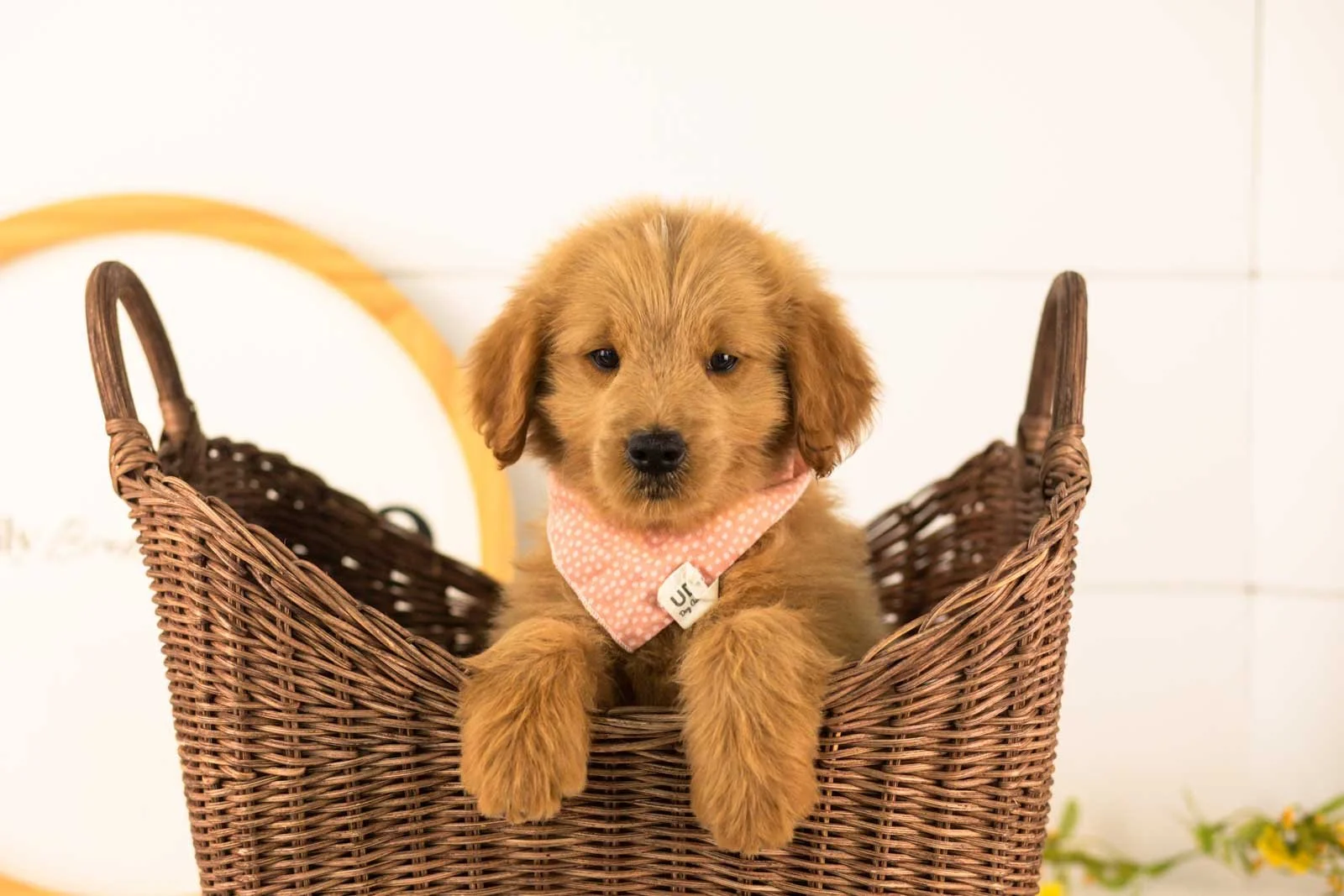 Evan goldendoodle for sale(3).jpg