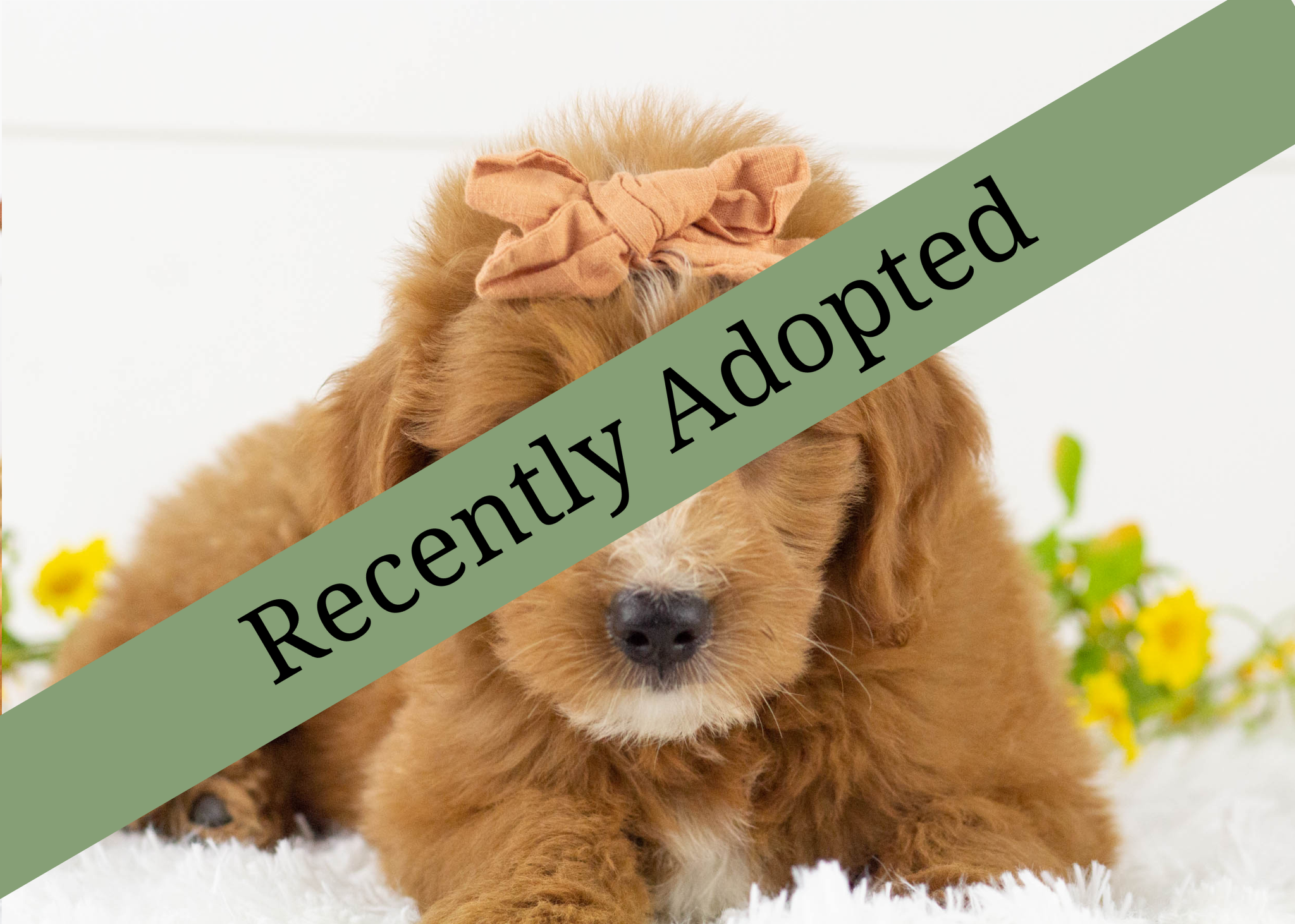 goldendoodle for sale