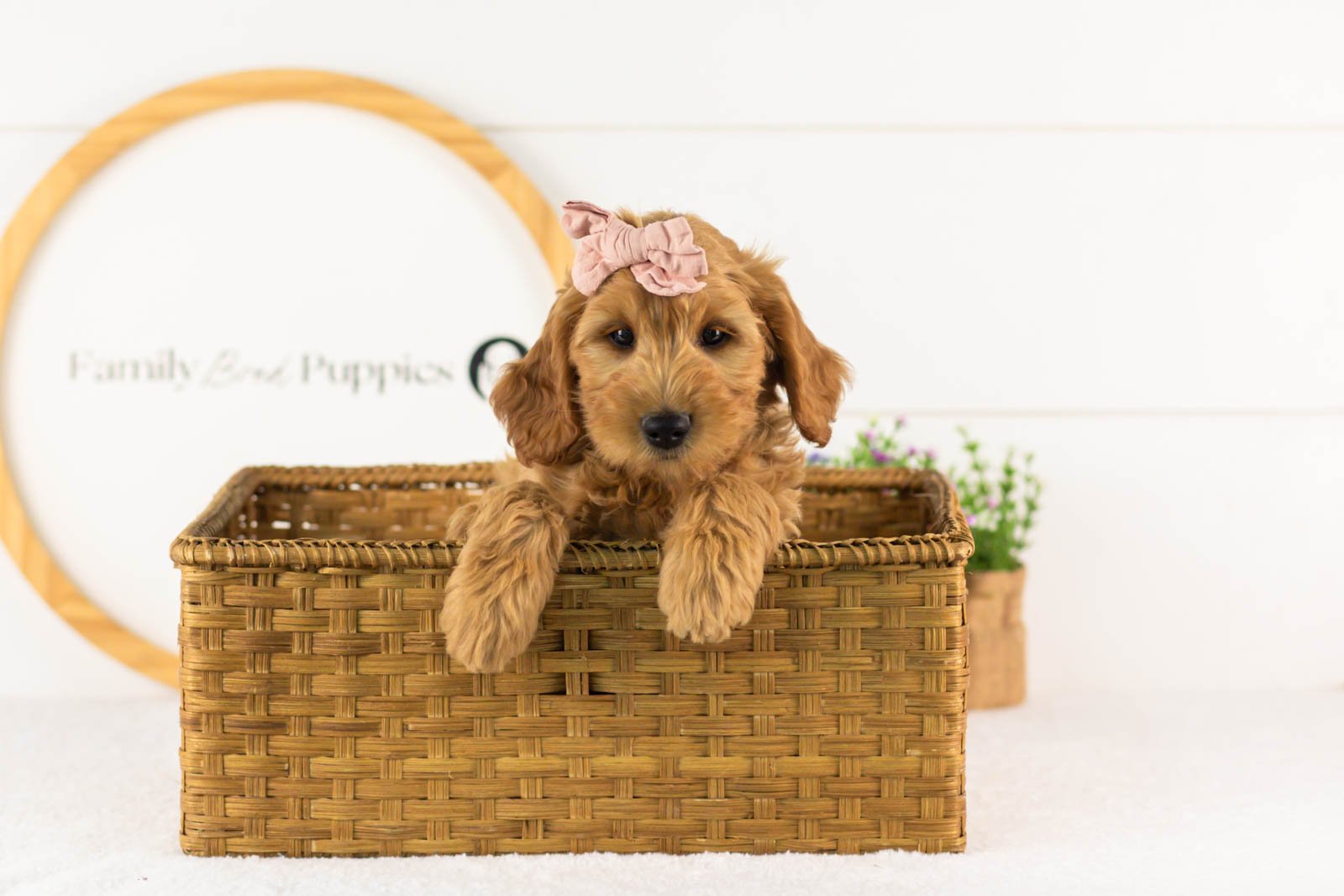 Sequioa goldendoodle for sale(4).jpg