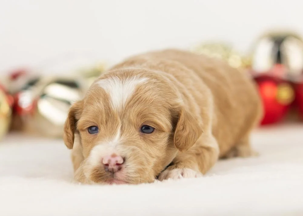 Rhett goldendoodle for sale(3).jpg