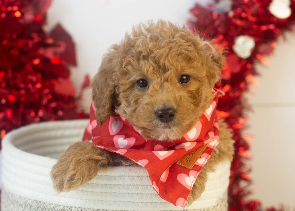 Mort goldendoodle for sale.jpg