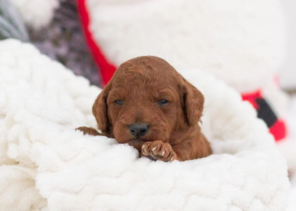 goldendoodle for sale